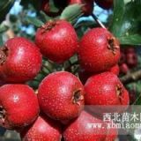 遼寧秋季山楂苗現(xiàn)貨供應(yīng)-小樹