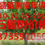 供应5-8-10-12公分石榴树基地批发价格