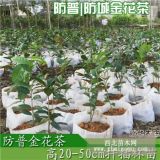 防普防城四季毛瓣凹脈黃抱莖金花茶樹(shù)苗盆栽