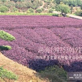 小叶桅子花 红花继木小苗