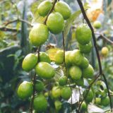 优质枣树苗培育基地 种植技术