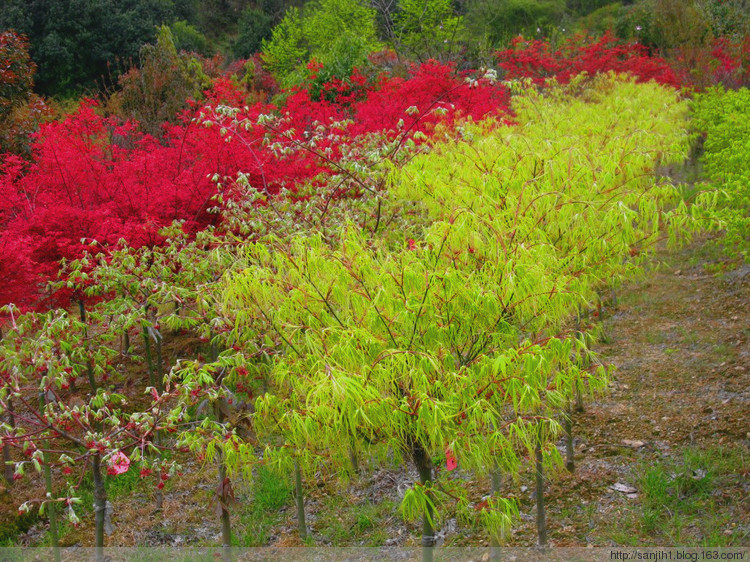 俄羅斯三季紅楓金紅五彩黃金楊黃楓種子種苗基地