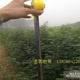 皂角樹苗 高度一米五 來搶購吧