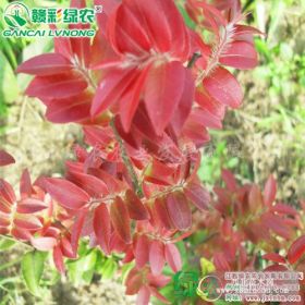 紅葉茶花　江西茶花樹苗　茶花苗　