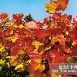 “紅霞楊”Ⅰ號（紅黃楊丹紅楊黃金