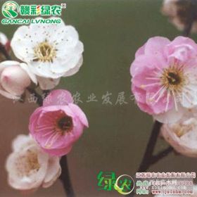 江西梅花苗 復(fù)瓣跳枝梅小苗供應(yīng)