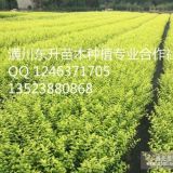 50公分金葉女貞多少錢(qián)一棵