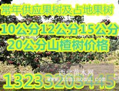 供应米径10公分山楂树基地批发价格