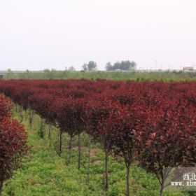 陕西红叶李基地周至红叶李周至低价