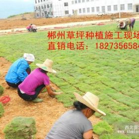 供應貴州草坪-貴陽綠化草坪基地