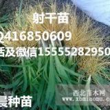 射干苗/射干种苗/射干秧苗/射干