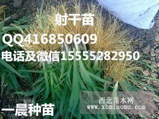 射干苗/射干種苗/射干秧苗/射干