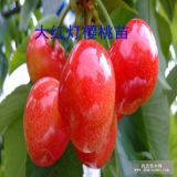 山東果樹(shù)苗臨沂櫻桃苗平邑大櫻桃樹(shù)