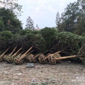 四川高分枝桂花價格、西南修剪過桂花、大量桂花便宜