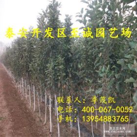 矮化苹果苗品种 矮化苹果树苗价格