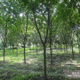 批发8-10公分樱花，樱花工程苗,樱花苗圃基地,樱花价格