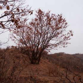 出售五角楓蒙古櫟云杉油松白樺海棠樟子松