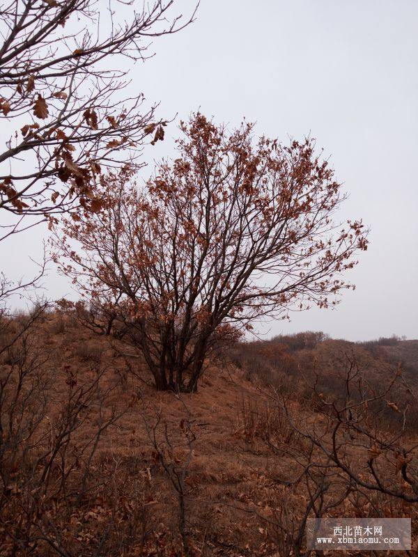 五角楓蒙古櫟云杉油松