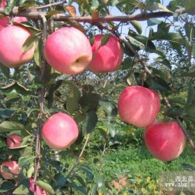 岳陽紅蘋果苗繁育基地常年批發零售