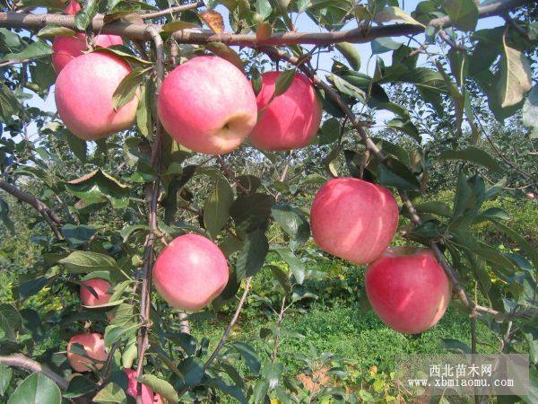 岳陽(yáng)紅蘋果苗