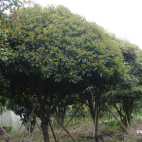 桂花批發(fā) 桂花樹價(jià)格 八月桂直銷  丹桂生產(chǎn)基地