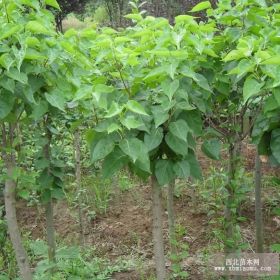 供应各种规格丁香/泰安丁香基地