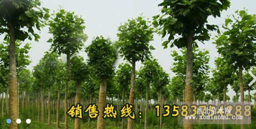 山東哪里有買造型國(guó)槐樹的，價(jià)格便宜的種植基地