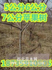 供应米径5公分苹果树批发价格