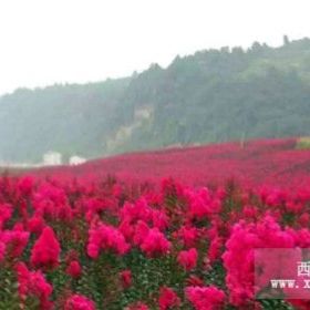 重慶 /湖北/湖南/貴州/四川/山東紅火箭小苗價格/規(guī)格