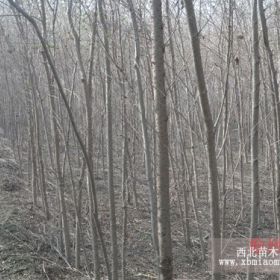 白榆树苗 榆树苗木价格 榆树基地