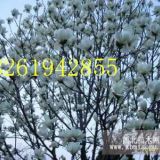 直徑3公分白玉蘭價格今年3公分白玉蘭價格多少錢