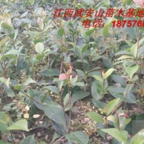 供應(yīng)大中小茶花，