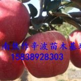 河南蘋(píng)果樹(shù)苗種植基地 河南哪里有蘋(píng)果樹(shù)