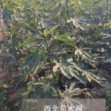 哪里有无花果苗 山东无花果苗价格