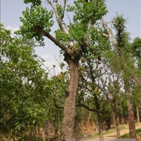 乌桕大规格苗圃低价出售