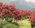 紅楓、櫻花