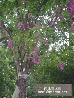 香花槐