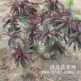 紅葉碧桃-米徑3公分4公分5公分紅葉碧桃