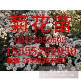 亳州菊花苗/菊花種苗/何首烏苗價(jià)格/菊花苗批發(fā)