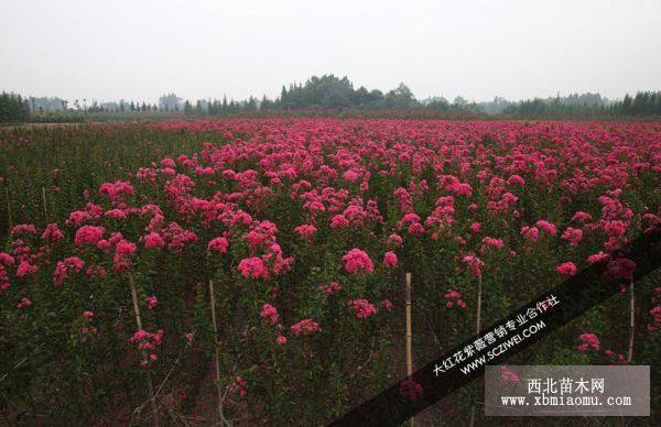 大紅花紫薇幼苗