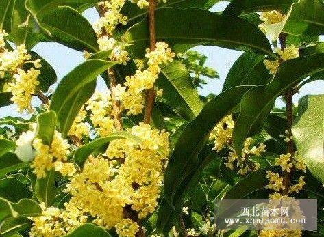 重庆 笼子桂花