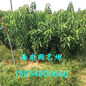 车厘子樱桃苗种植基地