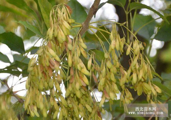 河北 白蜡价格