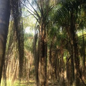 壮杆金山棕（皇后葵）漳州场地直销