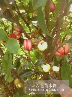 漳州供应红花含 紫花含笑苗 绿化种植含笑树