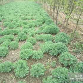 定州苗木基地供应八宝景天200万