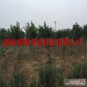 供應大葉女貞 渭南市橫聯(lián)農(nóng)業(yè)科技有限公司低價出售