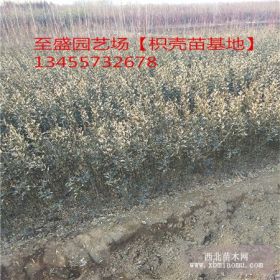 地径1公分冠幅20的杏树苗哪里便宜 至盛园艺场