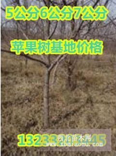 供应米径5公分6公分7公分苹果树基地批发价格