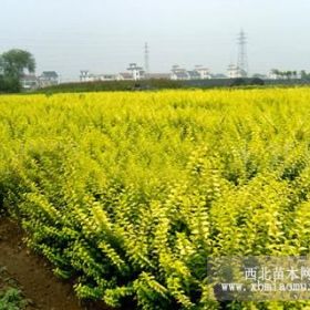 河北苗木基地 石家莊苗木基地 專業(yè)種植金葉女貞、速生楊107